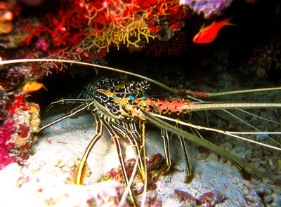 Maledivian Lobster