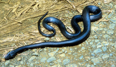 Black Cobra,'Naja peroescobari' : 1 of World's Deadliest Snakes...