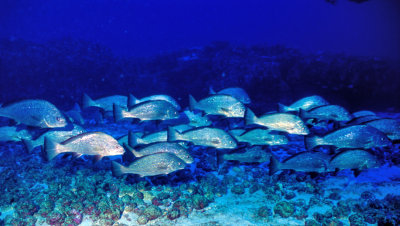 Shoal of Corvinidae in The Deep