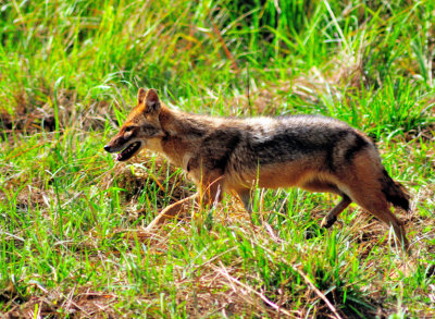 Indian Golden Jackal,  (Canis aureus indicus)