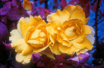 Yellow Pink Roses