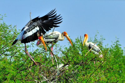 Indian Stork Jump to Meet the Family...