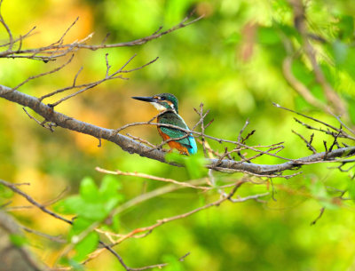 Kingfisher In Nature...