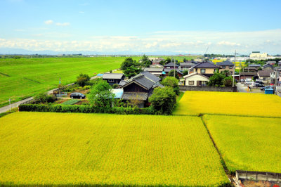 Japans Yellow Fields of Rice