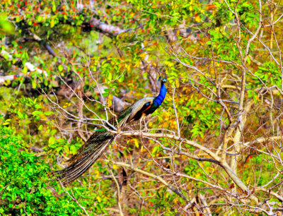 Peacock on Tree