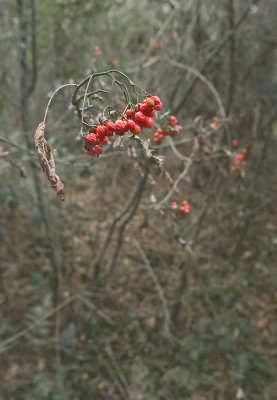 Fruit of the Forest-02.jpg