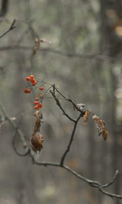 Fruit of the Forest-11.jpg