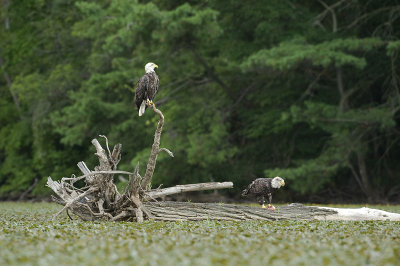 _DSC8963-1sm.jpg