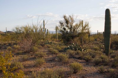 0E6R1281Tucson.jpg