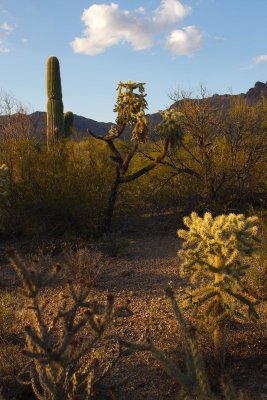 0E6R1286Tucson.jpg