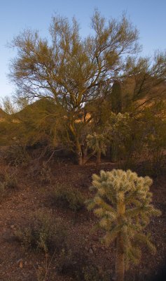 0E6R1289Tucson.jpg