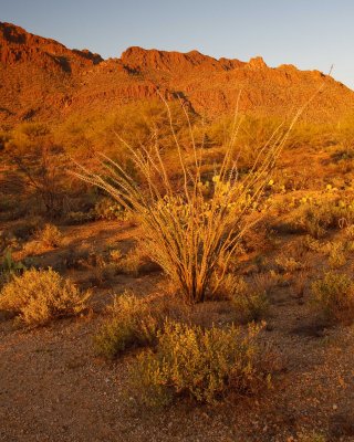 0E6R1341Tucson.jpg