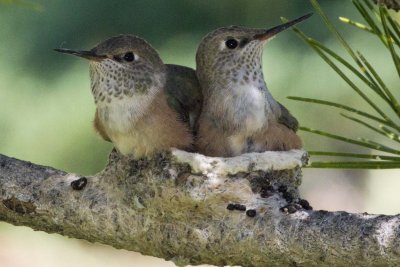 Baby Hummingbirds Feeding