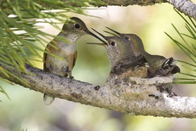 Baby Hummingbirds Feeding