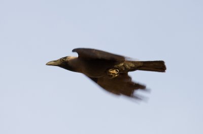 Eilat crow in flight