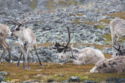 Reindeer by the road, Varanger peninsula
