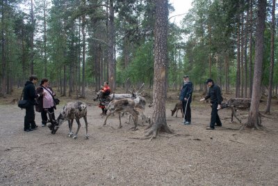 Reindeer farm in Inari, Finland