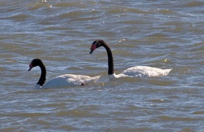 Black necked swans in Laguna Blanca National Park
