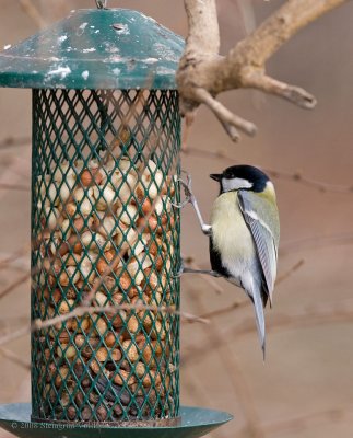 Great Tit