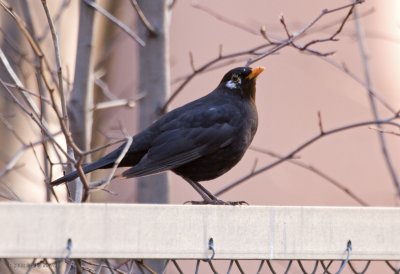 Young Blackbird