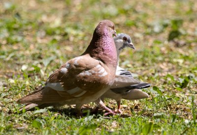 Doves courting each other