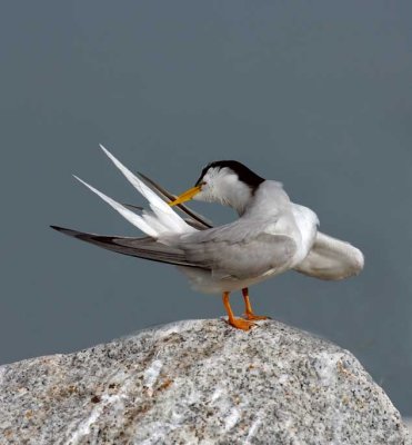 Graceful