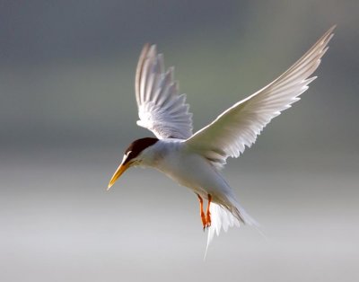 Little Terns