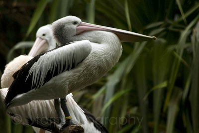 Australian Pelican