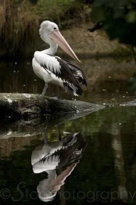 Australian Pelican before dark