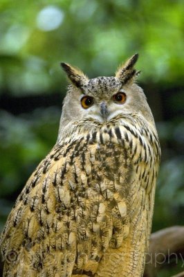 The Eagle Owl before dark