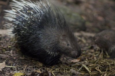 Long Tailed Porcupine