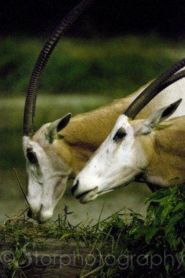 Scimitar- Horned Oryx