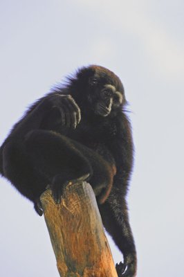 Gibbon 2