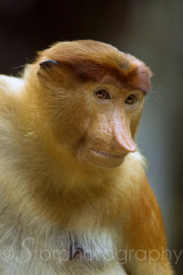 Proboscis Monkey 4