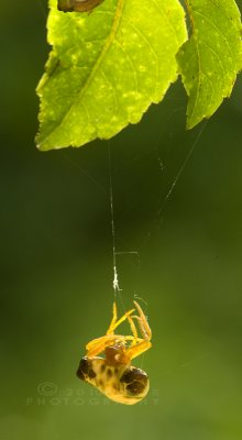 Macro in our backyard