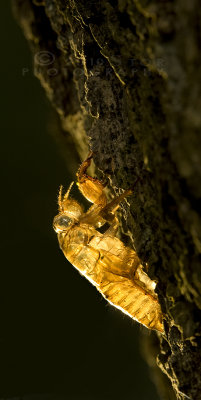 Moult of a Cicada