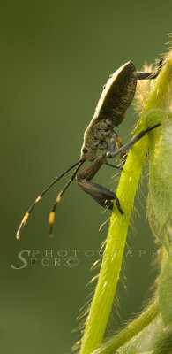 Macro in our backyard