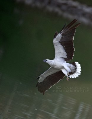 White Bellied Fish eagle