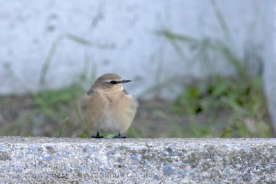 Traquet Motteux / Northern Wheatear