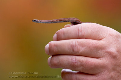 Couleuvre  ventre rouge / Redbelly snake