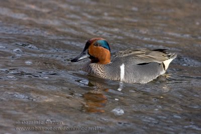 Sarcelle d'Hiver / Green-winged Teal