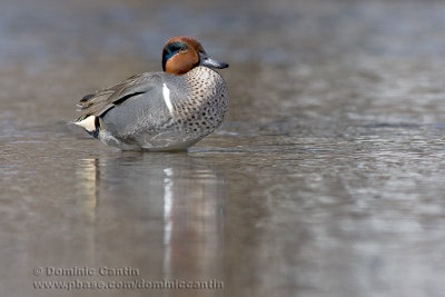 Sarcelle dHiver / Green-winged Teal