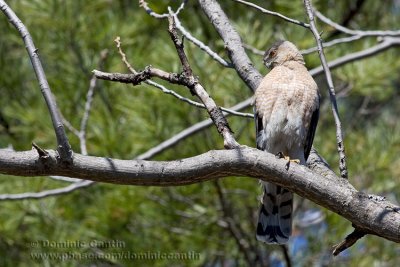 pervier de Cooper / Cooper's Hawk