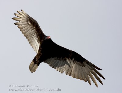 Urubu �à tête Rouge / Turkey Vulture