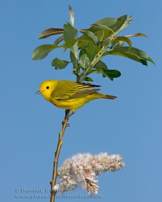 Paruline Jaune / Yellow Warbler