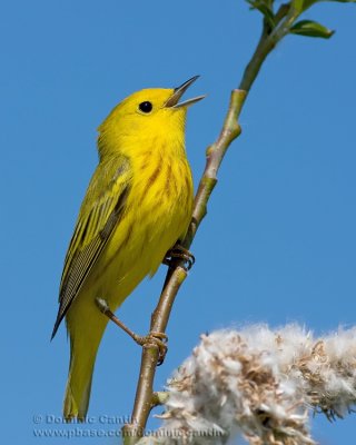 Paruline Jaune / Yellow Warbler