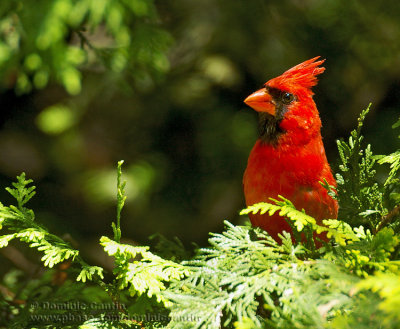 Cardinal Rouge / Northern Cardinal