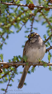 Bruant �EGorge Blanche  (fem)/ White-Throated Sparrow (fem)