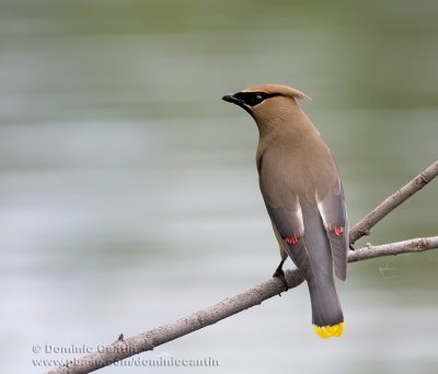 Jaseur dAmrique / Cedar Waxwing