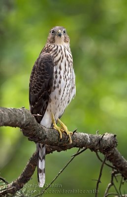 pervier de Cooper ( juv ) / Coopers Hawk ( juv )